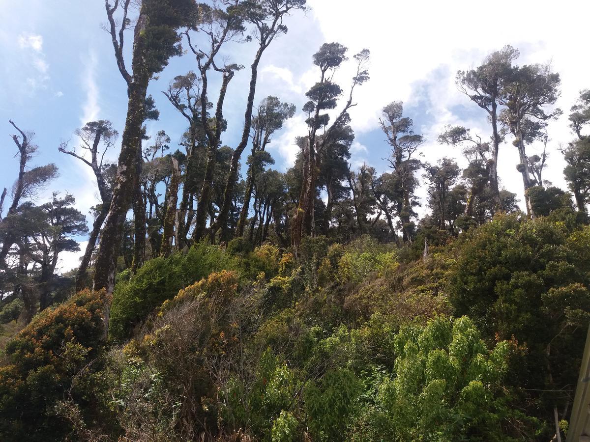 Chalé Torre's Guayusca