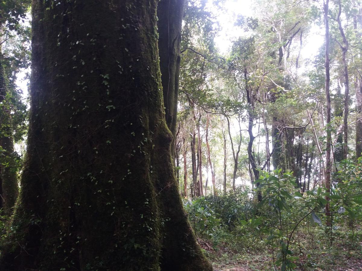 Chalé Torre's Guayusca