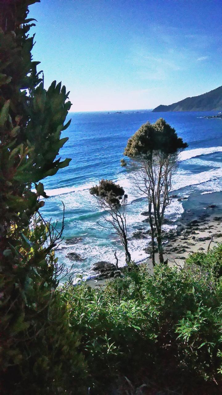 Torre's Guayusca